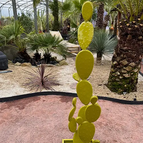 Cactus feuilles