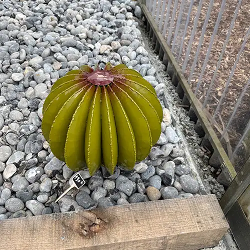 Petit cactus boule