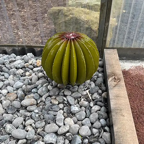 Petit cactus boule