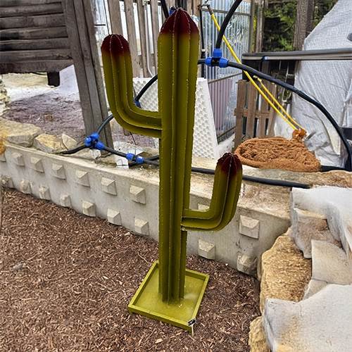 Cactus branche